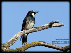 Acorn Woodpecker