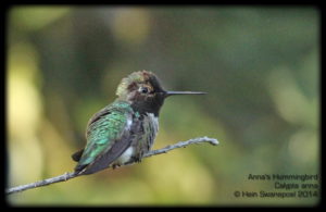 Anna's Hummingbird