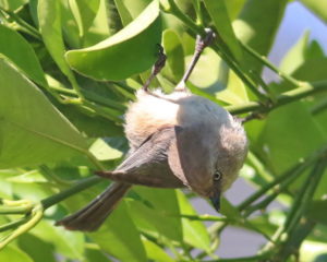 Bushtit