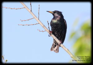 Starling