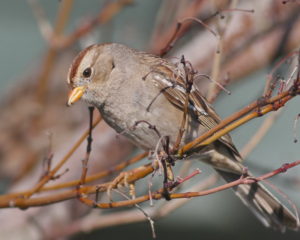 White-crowned Sparrow