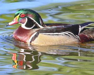 Woodduck