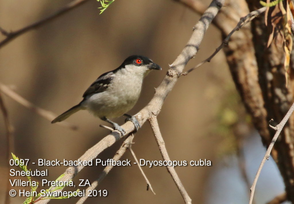 Black-backed Puffback - Sneeubal