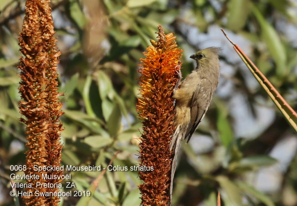 Speckled Mousebird - Gevlekte Muisvoël