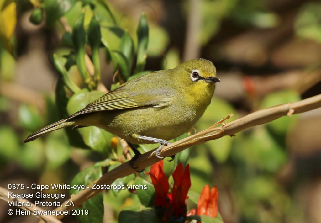 Cape White-eye - Kaapse Glasogie