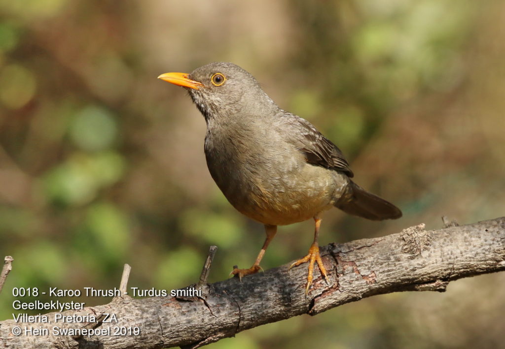 Karoo Thrush - Geelbeklyster