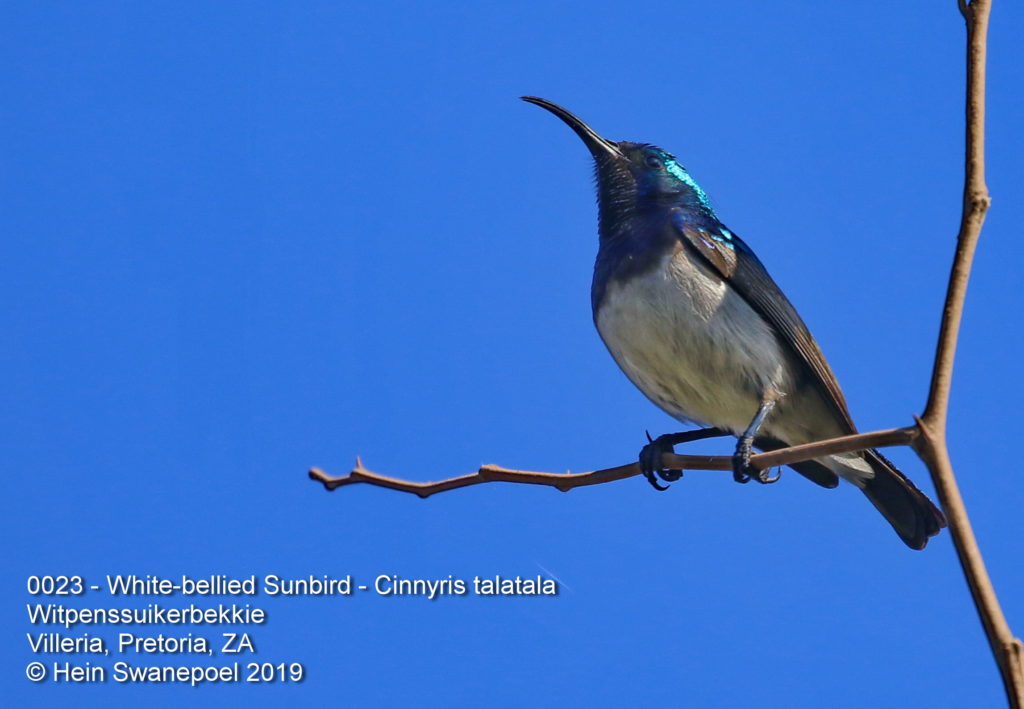 White-bellied Sunbird - Witpenssuikerbekkie