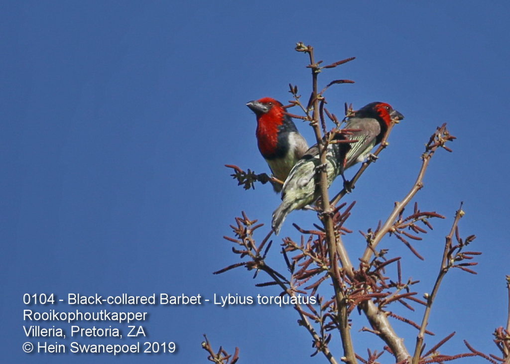 Black-collared Barbet - Rooikophoutkapper