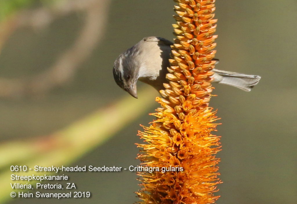 Streaky-headed Seed-eater - Streepkopkanarie