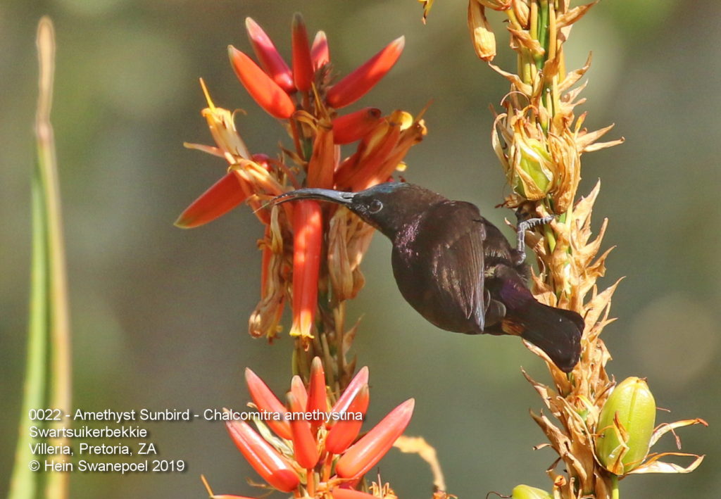 Amethyst Sunbird - Swartsuikerbekkie