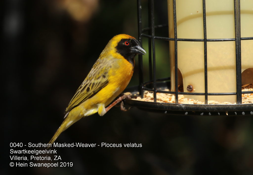 Southern Masked-Weaver - Swartkeelgeelvink