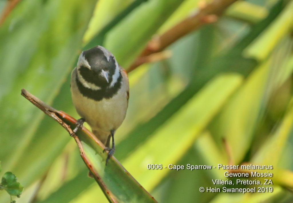 Cape Sparrow -  Gewone Mossie