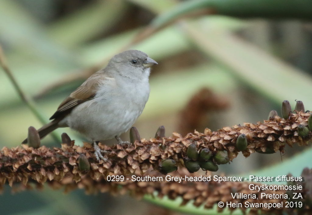 Southern Grey-headed Sparrow - Gryskopmossie