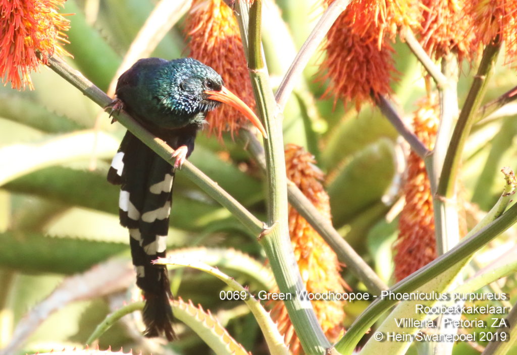 Green Woodhoopoe - Rooibekkakelaar