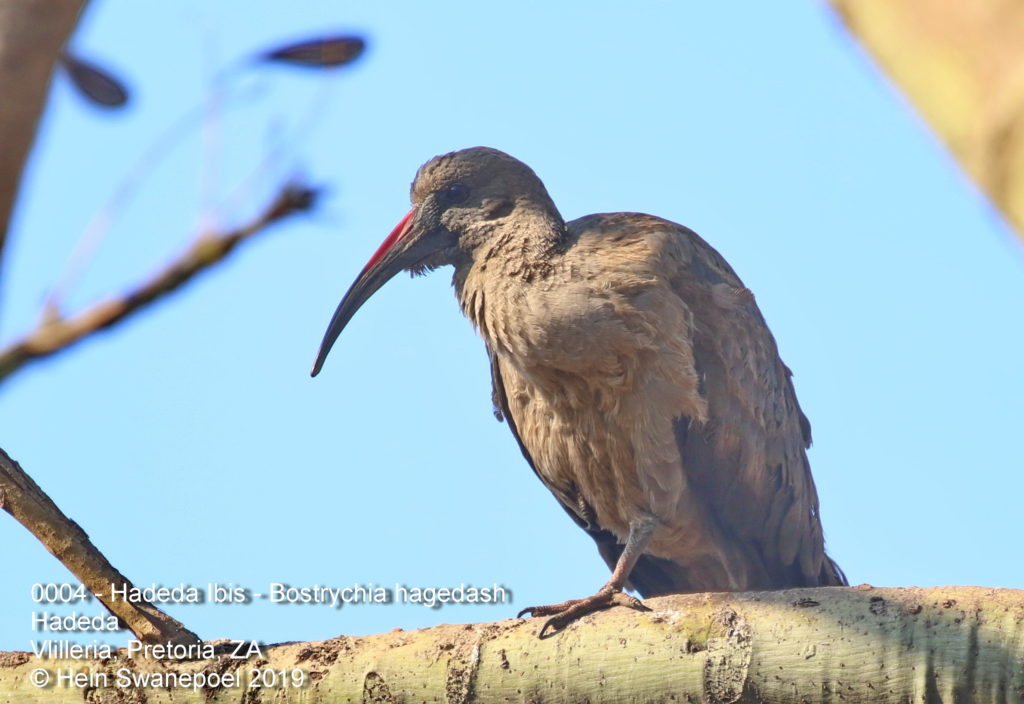 Hadeda Ibis - Hadeda