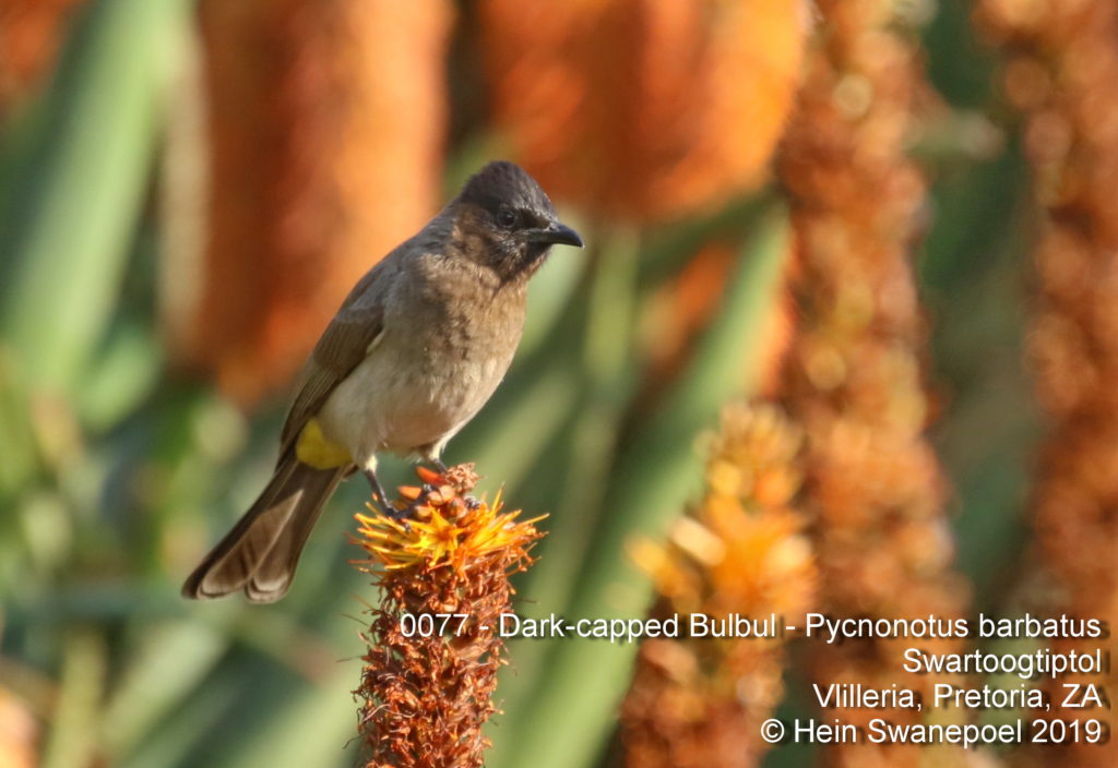 Dark-capped Bulbul - Swartoogtiptol