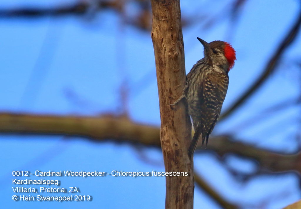 Cardinal Woodpecker - 
Kardinaalspeg