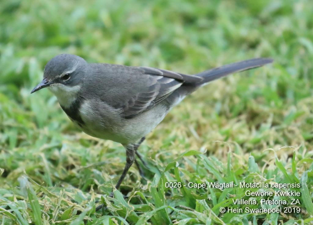 Cape Wagtail - 
Gewone Kwikkie