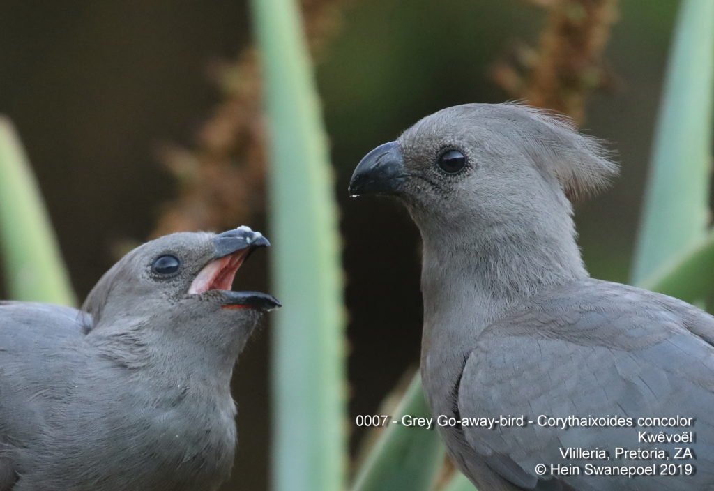 Grey Go-Away-Bird - 
Kwêvoël