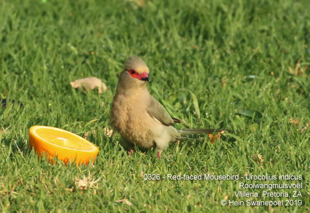 Red-faced Mousebird / 
Rooiwangmuisvoël