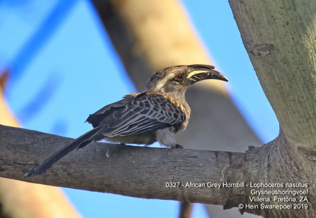 African Grey Hornbill - 
Grysneushoringvoël