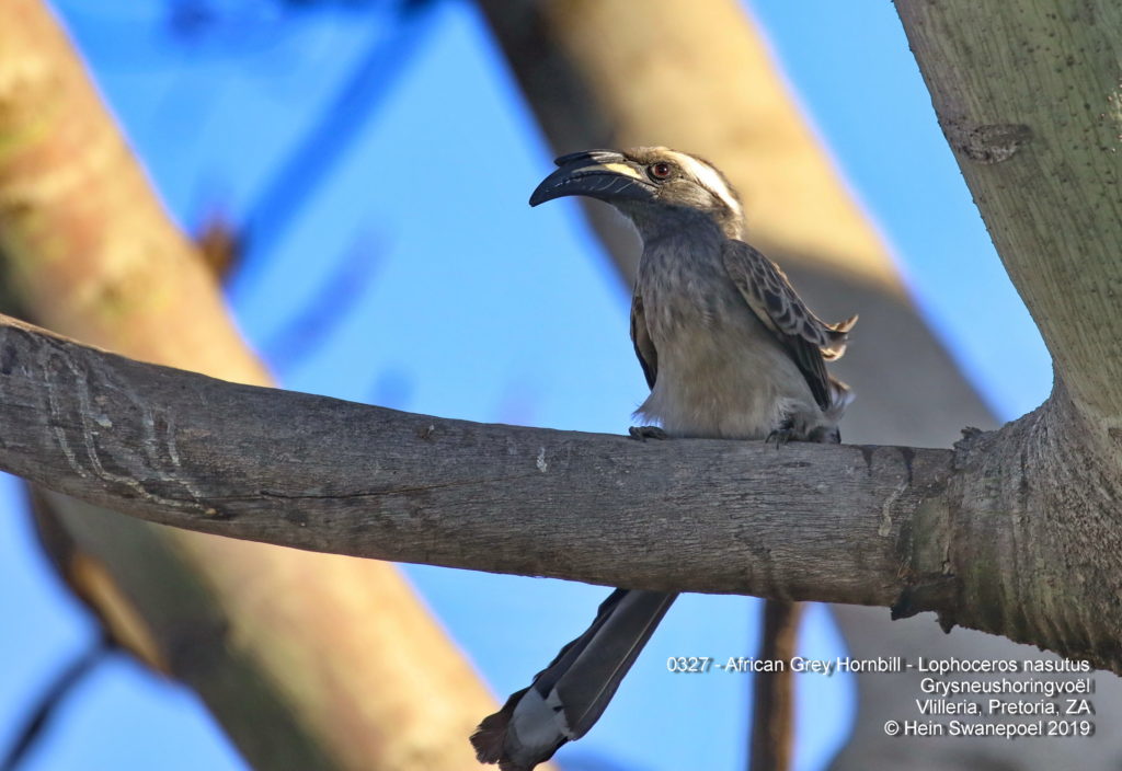 African Grey Hornbill - 
Grysneushoringvoël