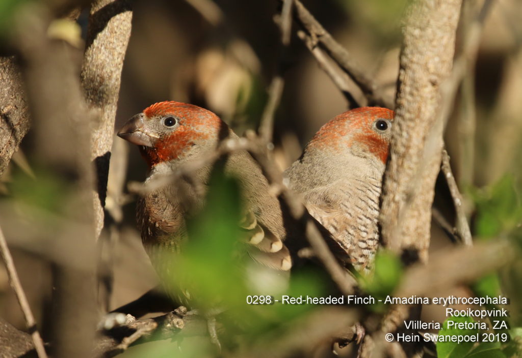 Red-headed Finch - 
Rooikopvink