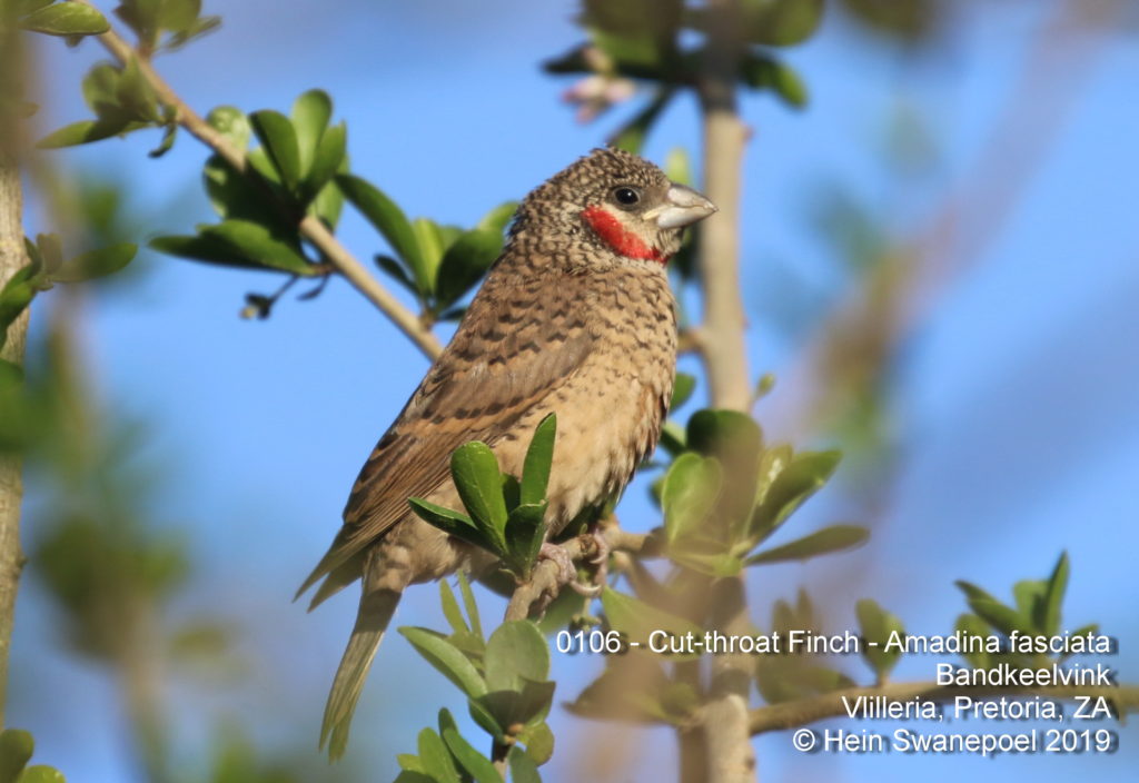 Cut-throat Finch - 
Bandkeelvink