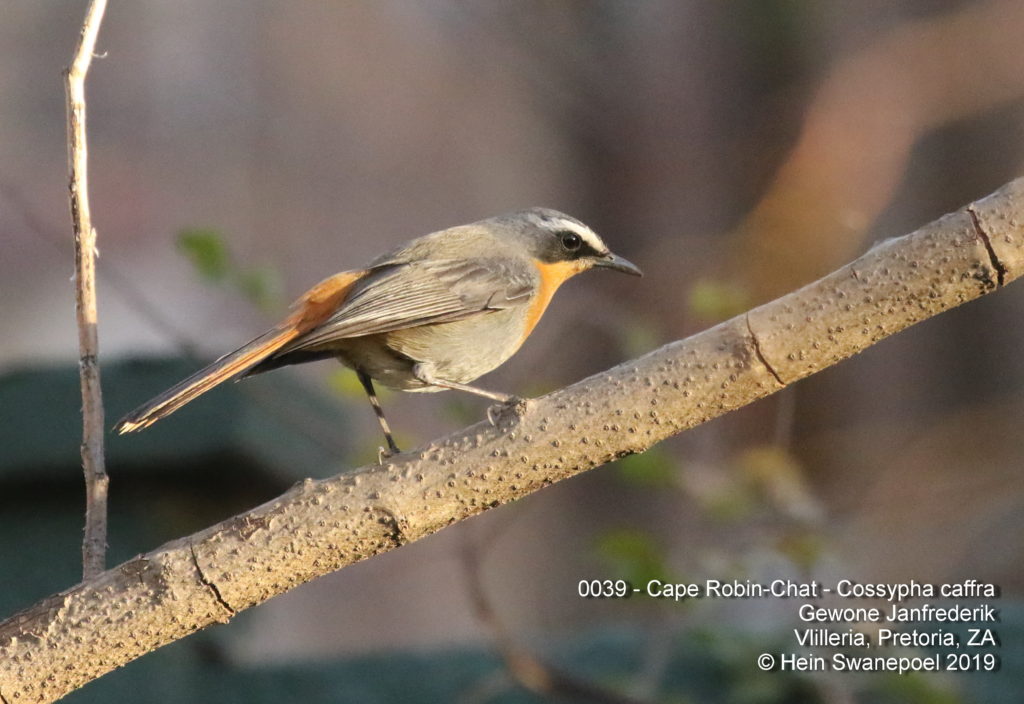 Cape Robin-Chat - 
Gewone Janfrederik