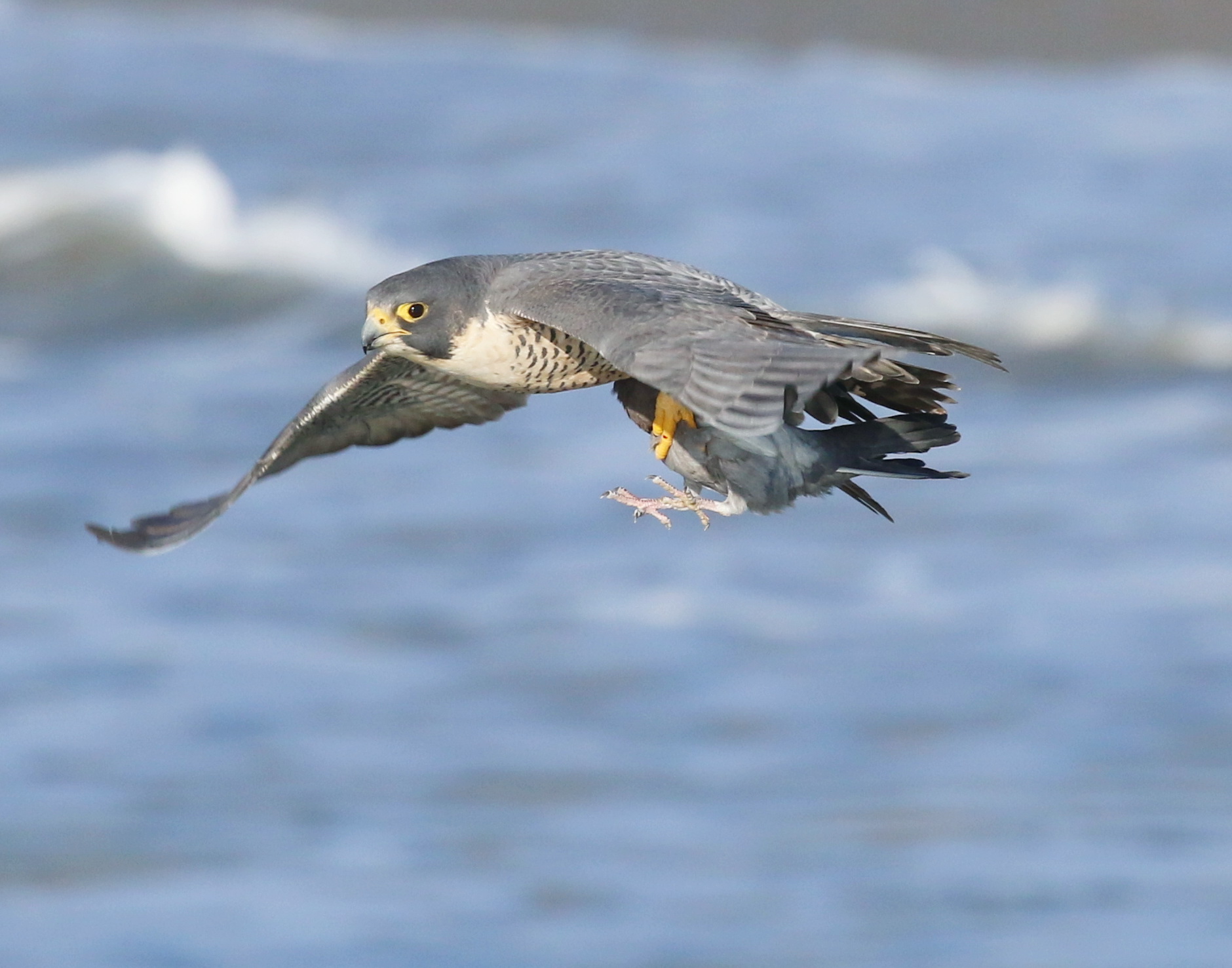 Peregrine1